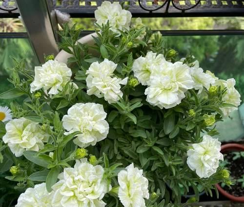 矮牵牛花语有哪些？矮牵牛寓意着什么？