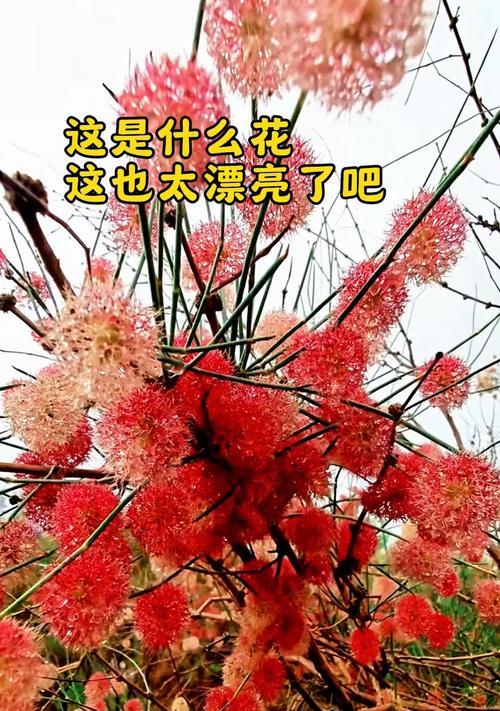 路边花常见有哪些？它们各自有什么寓意和含义？