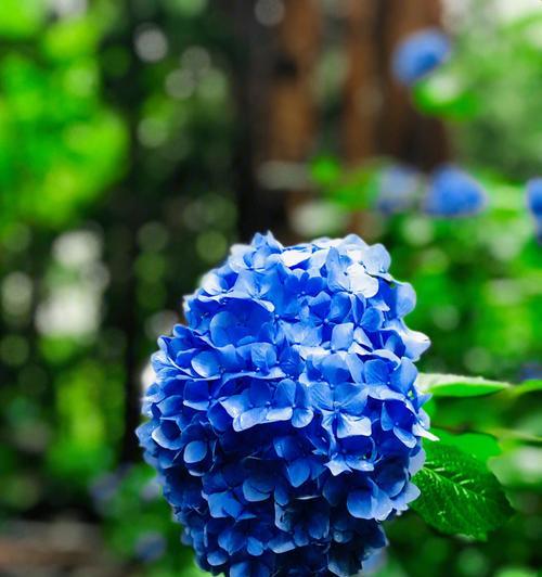 紫阳花的隐晦含义是什么？不同文化中紫阳花的象征意义有哪些？