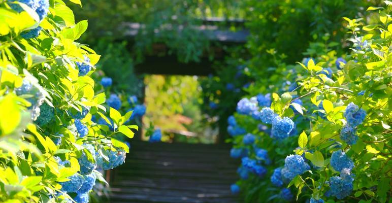 紫阳花的隐晦含义是什么？不同文化中紫阳花的象征意义有哪些？