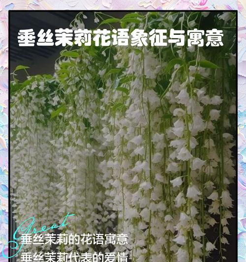 蕾丝的花语含义是什么？蕾丝象征着什么意义？