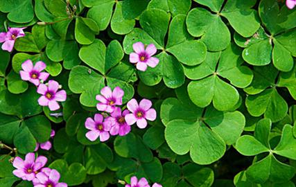 四叶草的寓意是什么？它的花语能否带来好运？
