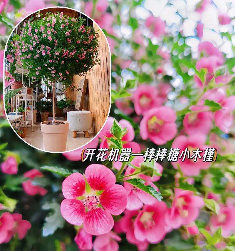 勇敢的花语有哪些？它们各自代表了什么意义？