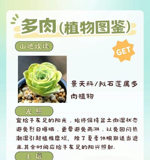 勇敢的花语有哪些？它们各自代表了什么意义？