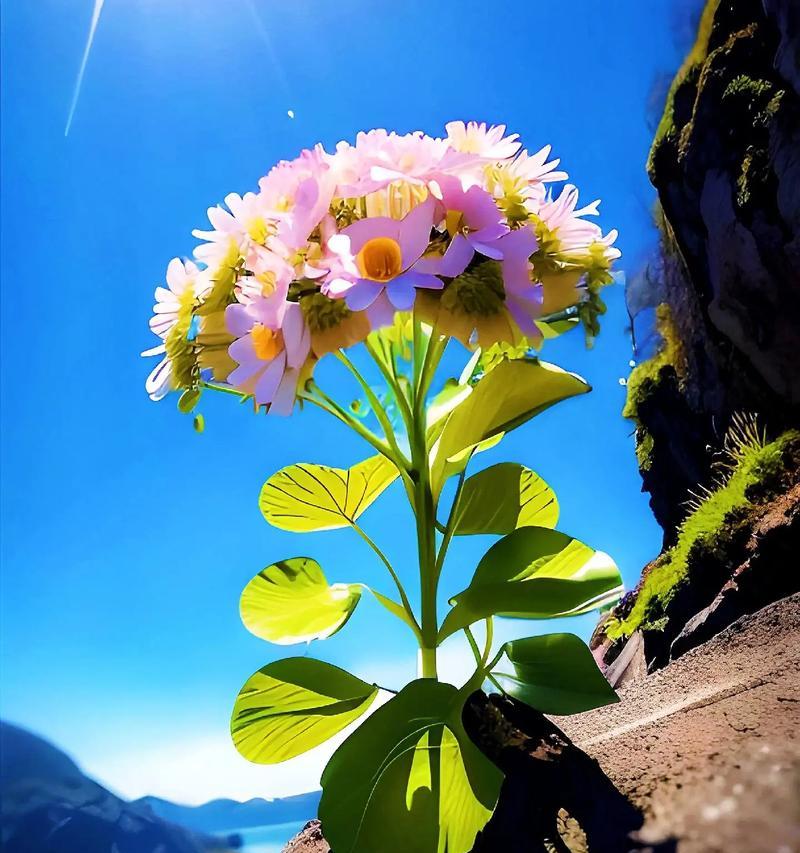 坚强的花语有哪些？哪些花卉代表坚强？