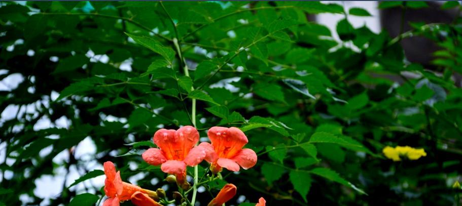 凌霄花代表什么？它的象征意义是什么？