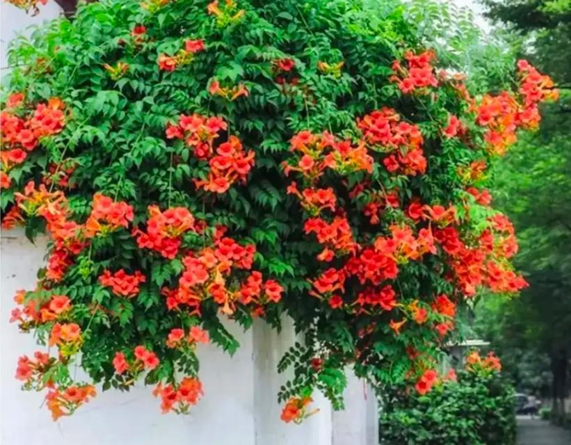 凌霄花代表什么？它的象征意义是什么？