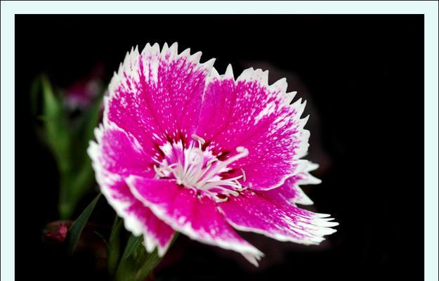 小家碧玉花代表什么？小家碧玉花的寓意是什么？