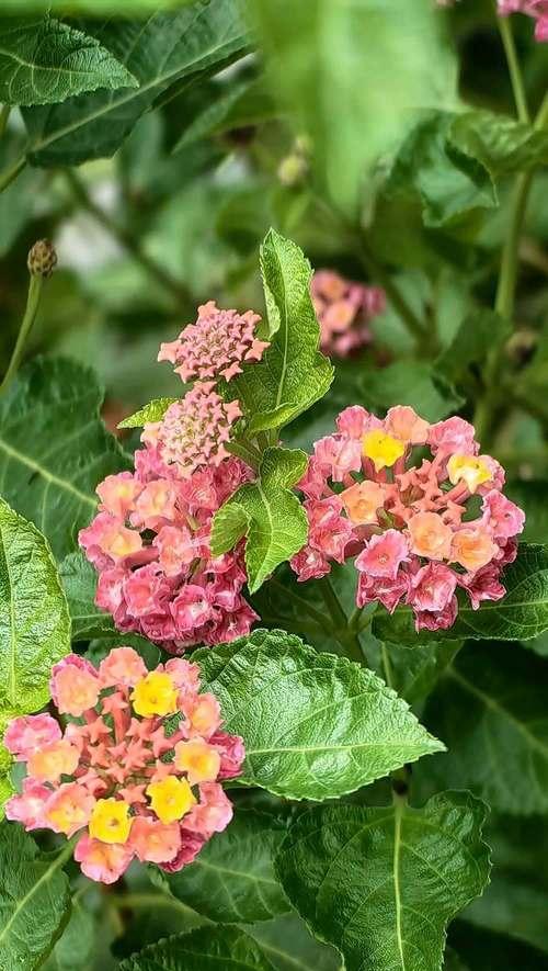 小家碧玉花代表什么？小家碧玉花的寓意是什么？