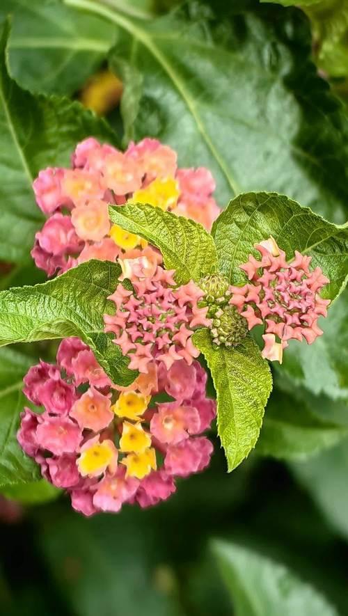小家碧玉花代表什么？小家碧玉花的寓意是什么？