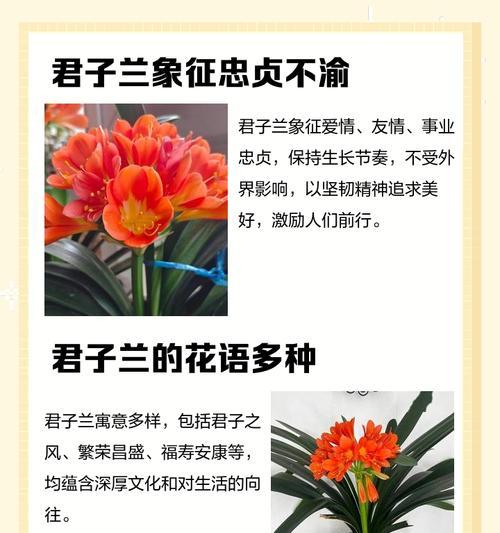 剑与花的象征意义是什么？