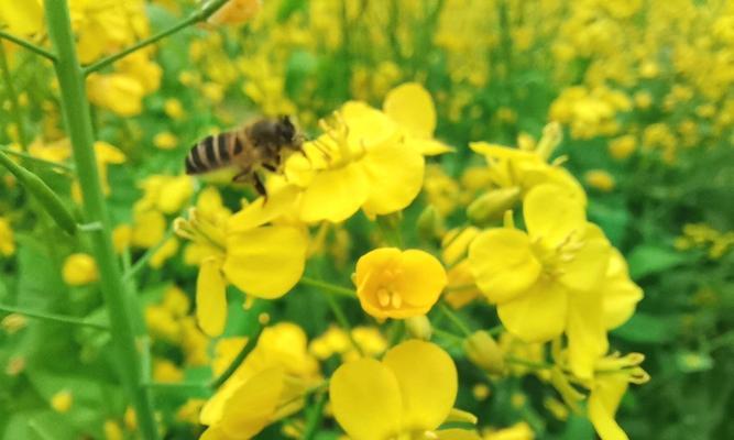 菜籽花象征着什么？