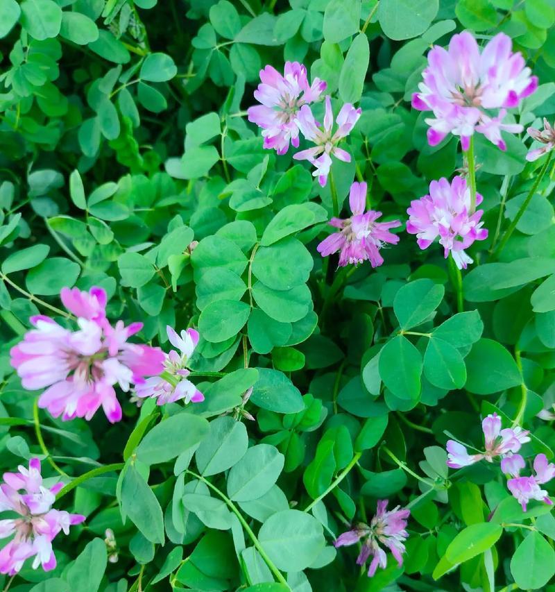菜籽花象征着什么？