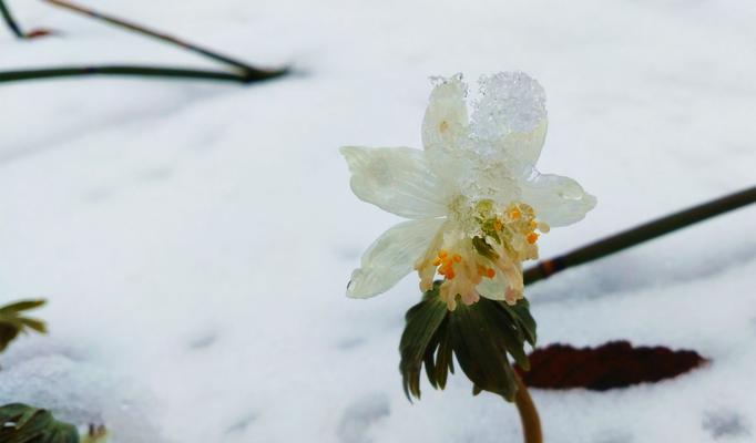 摧残的花代表什么含义？象征着什么？