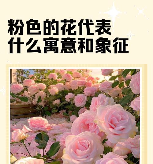 花朵通常有哪些寓意？