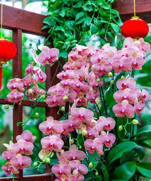 花朵通常有哪些寓意？