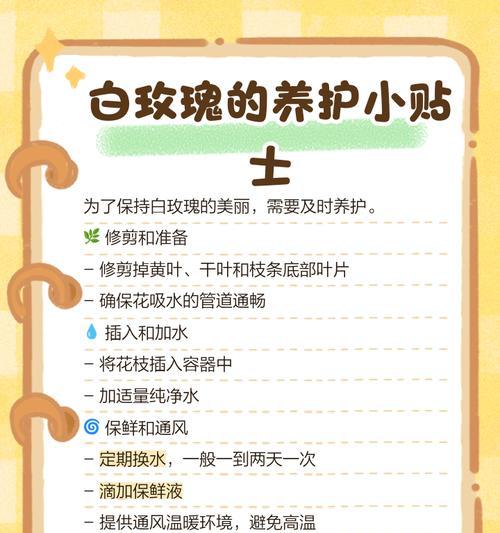白玫瑰花语详解：纯洁与尊敬的象征是什么？