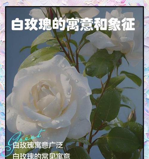 白玫瑰花语详解：纯洁与尊敬的象征是什么？