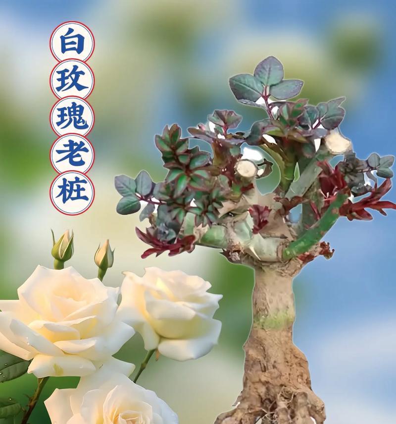 白玫瑰花语详解：纯洁与尊敬的象征是什么？