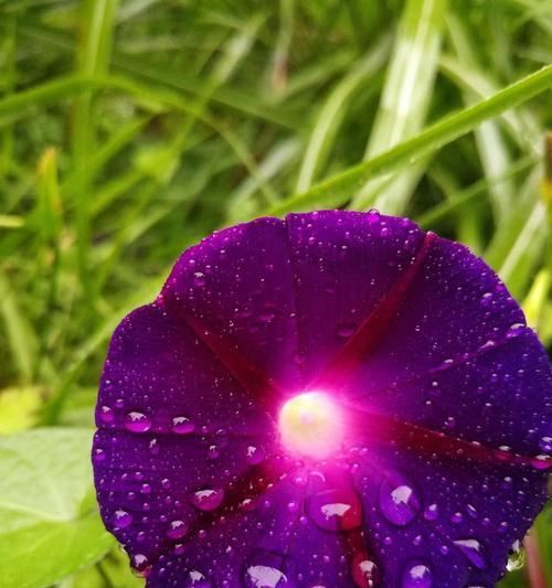 紫色花朵通常象征着什么？紫色花朵的花语是什么？