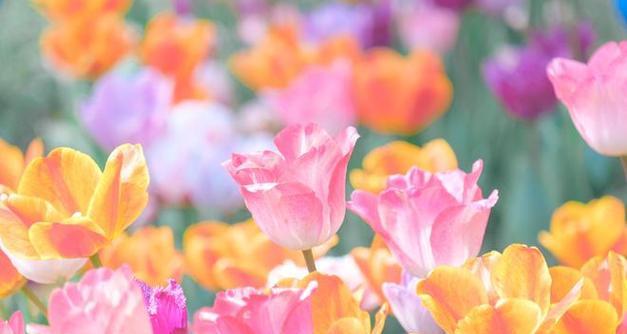 花的事业象征着什么？花卉在职场中代表了什么？