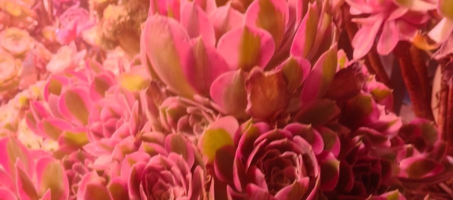花的事业象征着什么？花卉在职场中代表了什么？