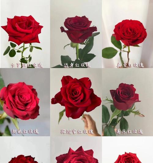 玫瑰花的含义是什么？玫瑰花语有哪些？