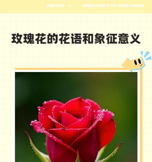 玫瑰花的含义是什么？玫瑰花语有哪些？