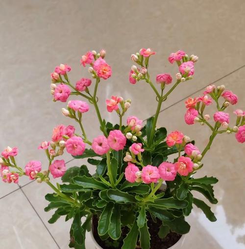 寓意平安的花有哪些？平安花的种类及其象征意义是什么？