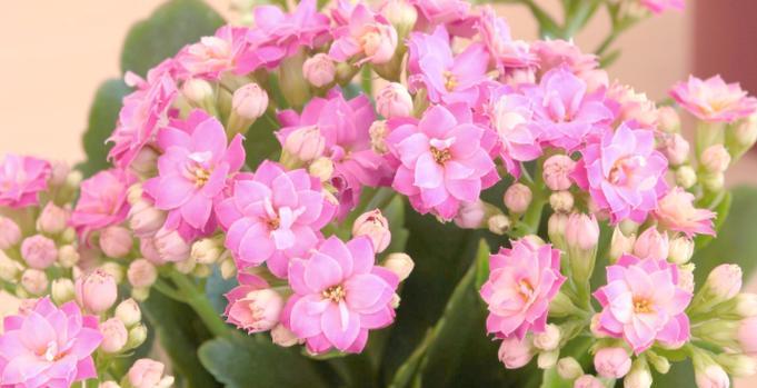 寓意平安的花有哪些？平安花的种类及其象征意义是什么？