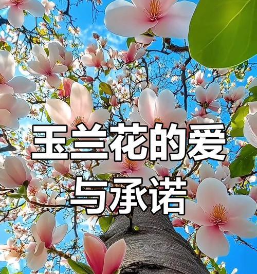 象征爱与忠诚的花有哪些？它们如何表达深厚的情感？