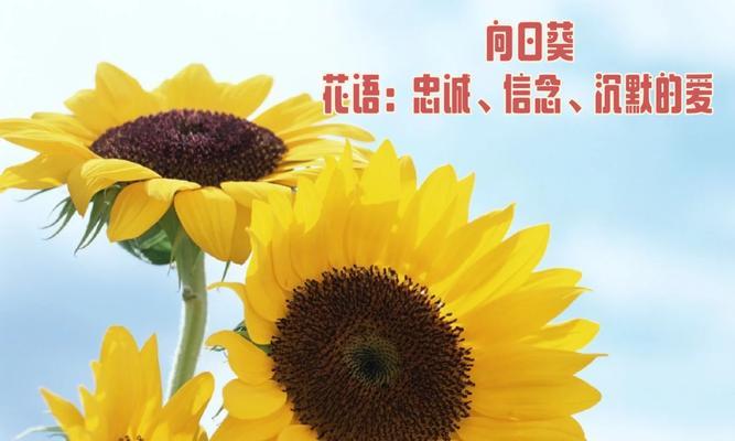 象征爱与忠诚的花有哪些？它们如何表达深厚的情感？