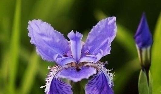 蝶厌花的花语有何含义？蝴蝶与花特殊关系的象征意义是什么？