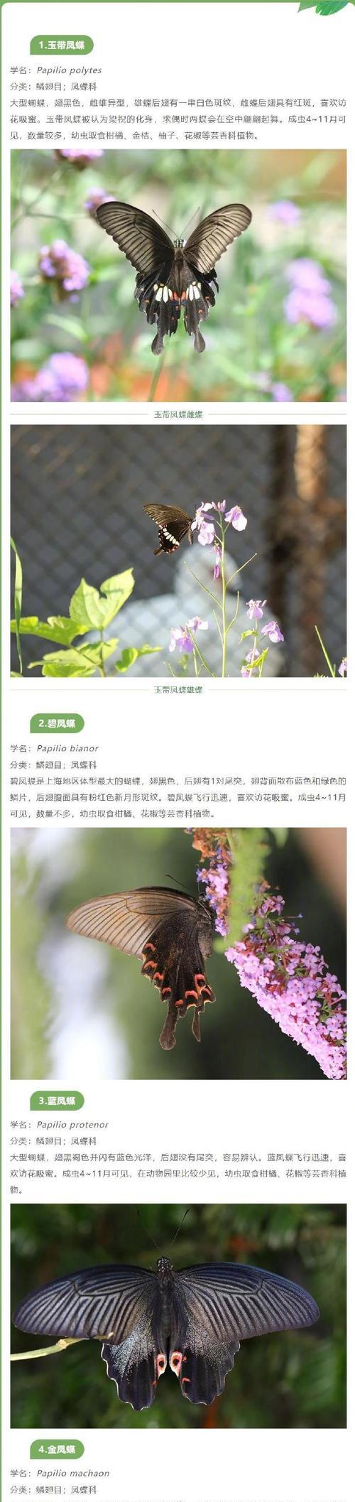 蝶厌花的花语有何含义？蝴蝶与花特殊关系的象征意义是什么？