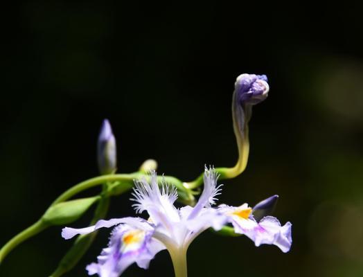 蝶厌花的花语有何含义？蝴蝶与花特殊关系的象征意义是什么？