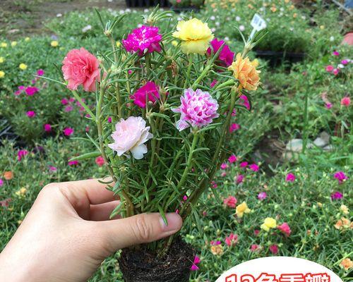 带土拔花的象征意义是什么？它在花卉文化中代表了什么？