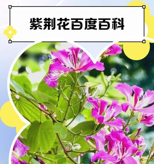 紫荆花在文化中通常象征什么？