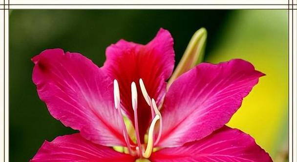 紫荆花在文化中通常象征什么？