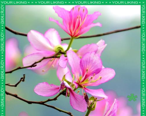 紫荆花在文化中通常象征什么？