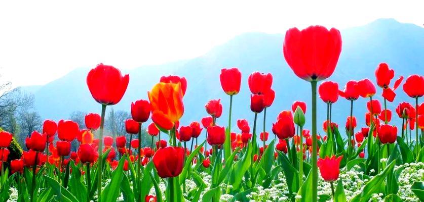 感恩教师的花朵：哪些花象征着对老师的敬意？