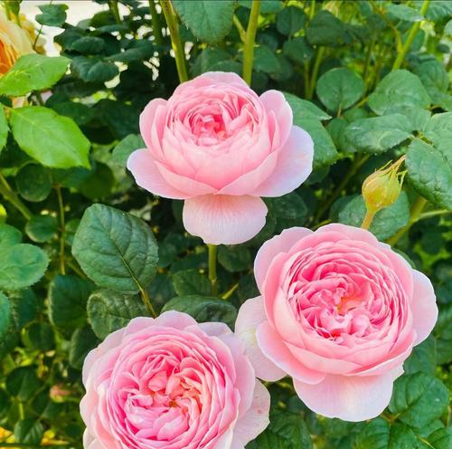 花期通常指代哪种花？