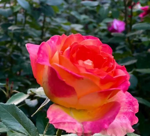 花期通常指代哪种花？