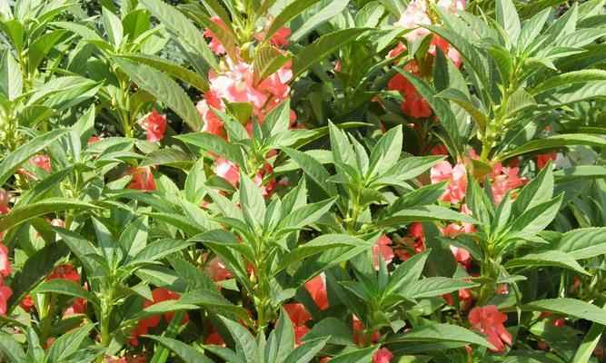 花期通常指代哪种花？