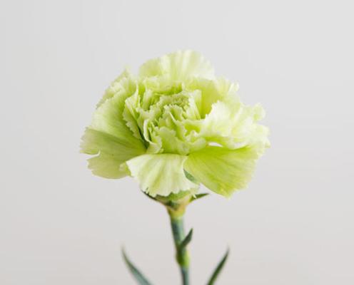 考试顺利的花有哪些？如何选择寓意考试顺利的花？