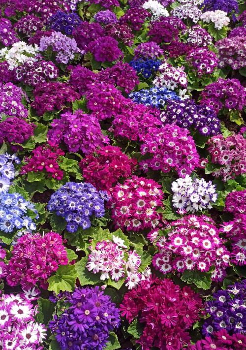 这些花代表了什么？