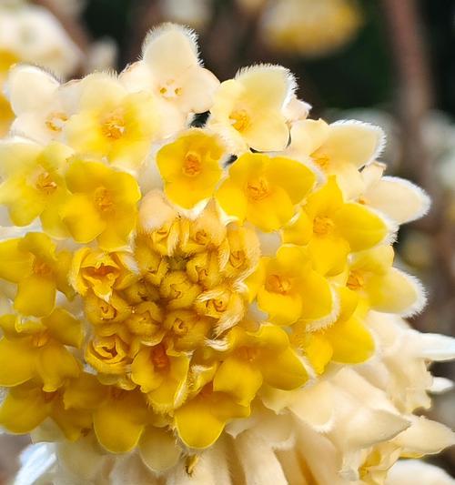这些花代表了什么？