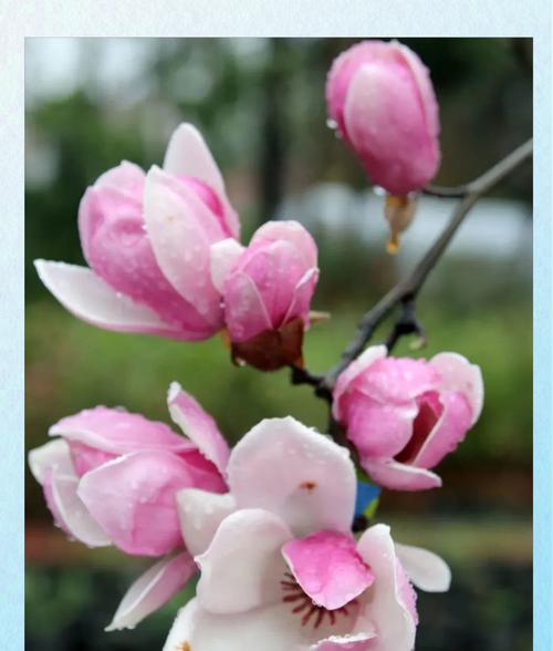 这些花代表了什么？
