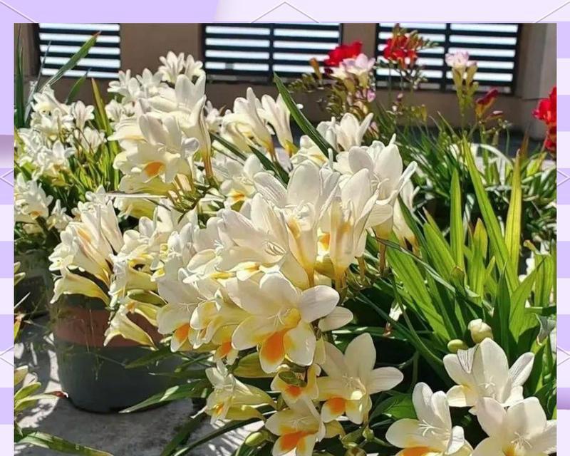 哪些香味浓的花寓意好？如何选择香味浓郁的花卉？