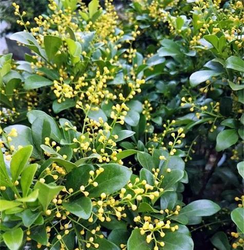 哪些香味浓的花寓意好？如何选择香味浓郁的花卉？