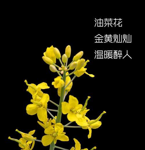 五瓣花的含义是什么？五瓣花名的象征意义是什么？